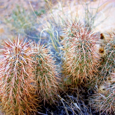 cactus4b.jpg