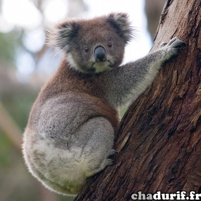 faune_koala2.jpg